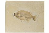Fossil Fish (Phareodus) - Uncommon Species #198389-1
